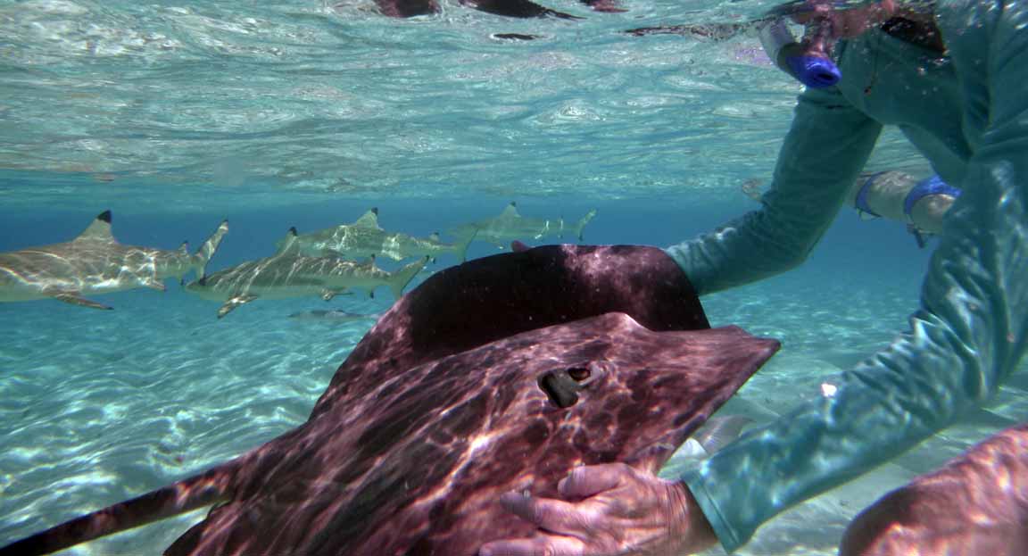 snorkel with stingrays in Bora Bora